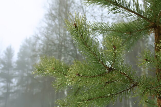 Branches d'arbres de pin d'Eergreen dans le parc d'hiver