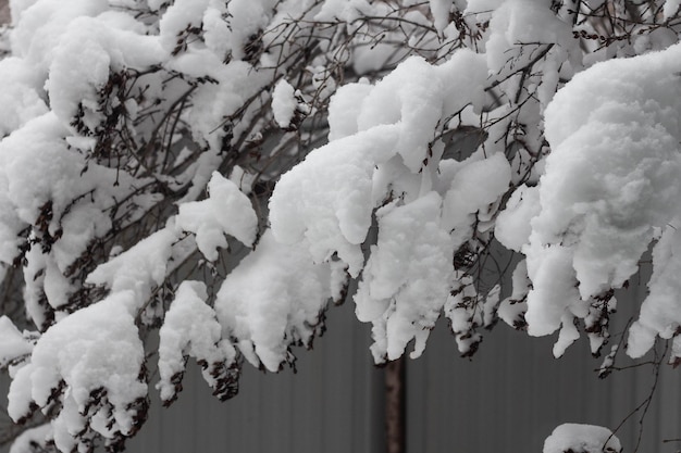 Branches d&#39;arbres recouvertes de neige