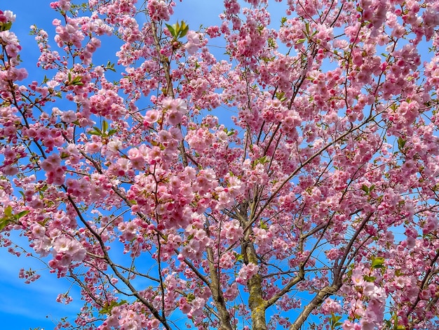 Branches d'arbres de sakura rose en fleurs sur fond de ciel de printemps bleu vif