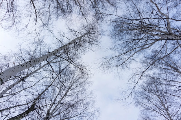 Branches d&#39;arbres sans feuilles sur le ciel bleu