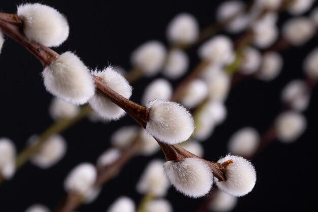 Branches d'arbres de saule sur une surface noire. Plan macro du saule de chatte.