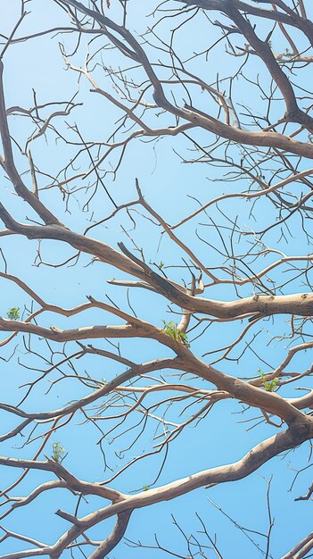 Photo des branches d'arbres sèches contre un ciel bleu vif symbole de sécheresse papier peint mobile vertical