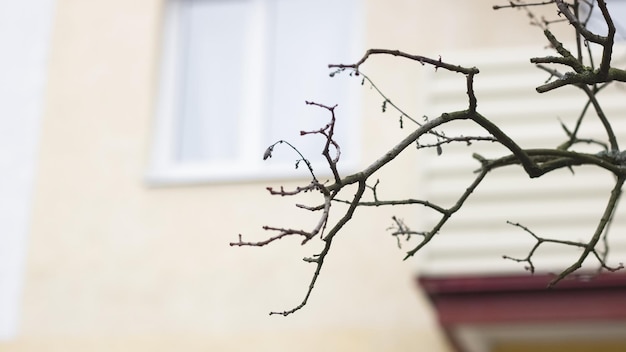 Branches d'arbres secs dans le parc d'automne