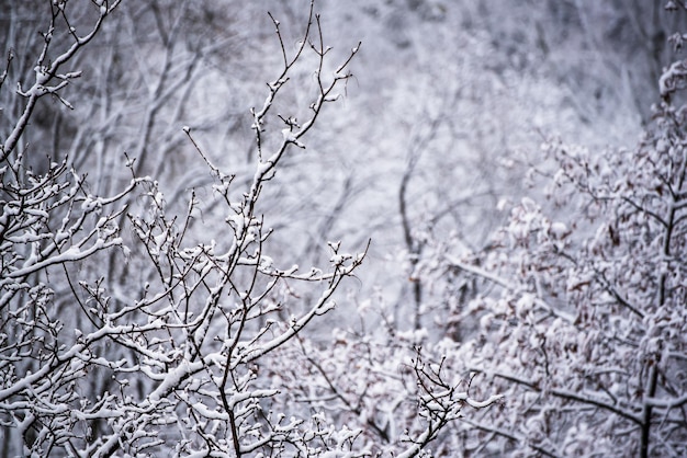 Branches d'arbres sous la neige, fond d'hiver naturel vintage, concept météo saisonnier