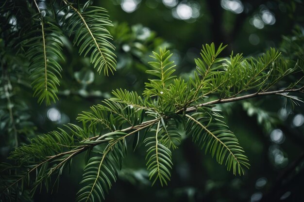 Des branches d'arbres vertes de près