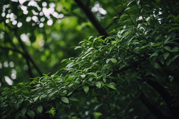 Des branches d'arbres vertes de près