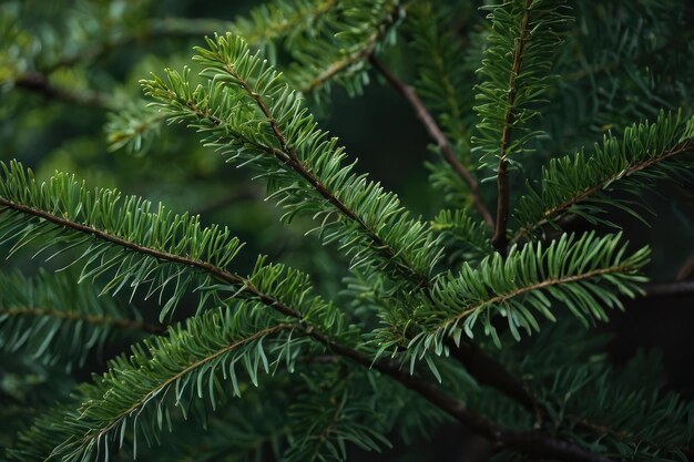 Des branches d'arbres vertes de près