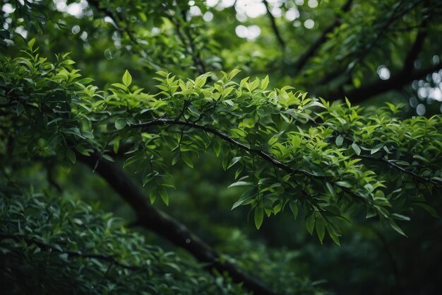 Des branches d'arbres vertes de près