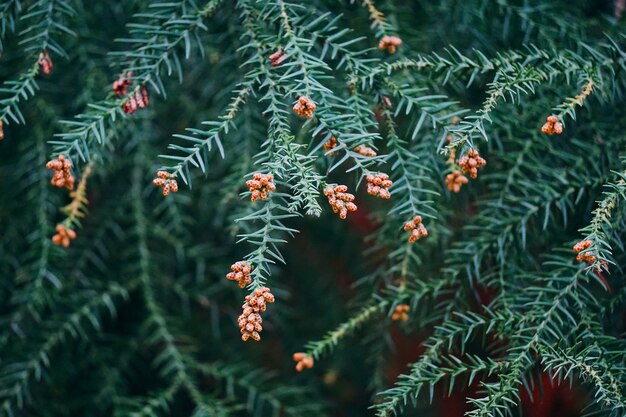 branches d&#39;arbres verts abstraites dans la nature