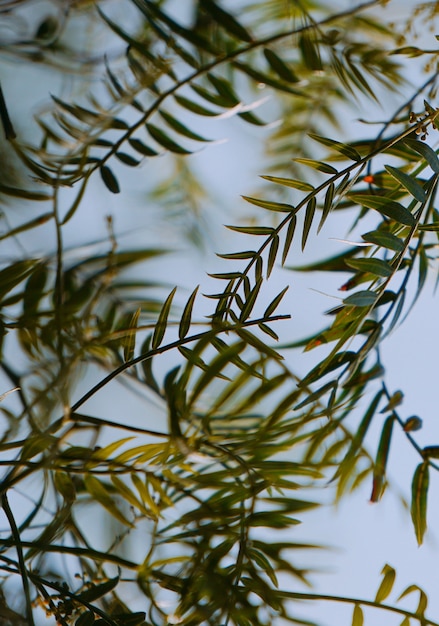 branches d&#39;arbres verts abstraites feuilles dans la nature