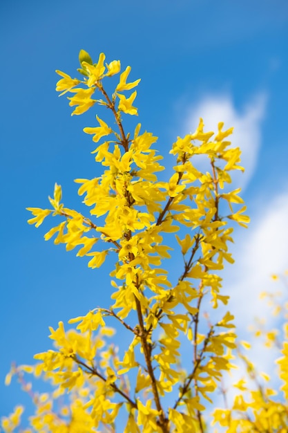 Branches d'arbustes de forsythia fleurissant avec des fleurs jaunes au printemps sur le ciel bleu, fleurissent