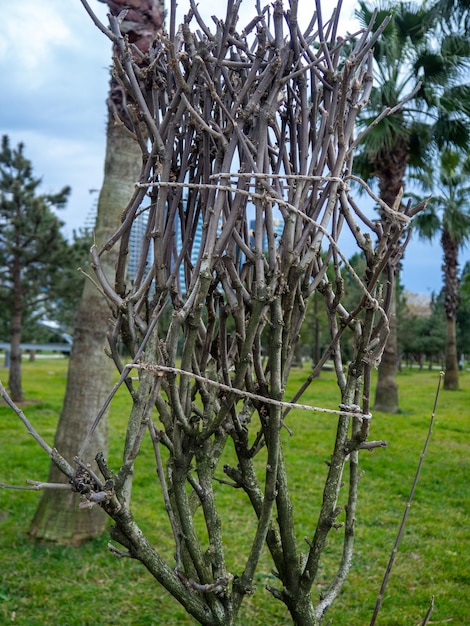 Branches attachées d'un buisson dans un parc en hiver lieu de villégiature Sauver les branches du buisson Le travail d'un jardinier Il n'y a pas de feuillage Soins des arbres