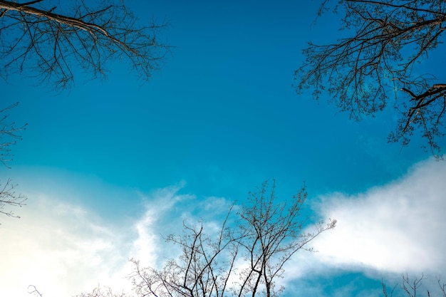 Les branches d'automne sur le ciel bleu nuageux