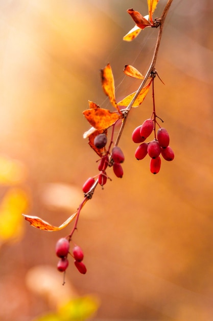 Branches d'automne avec des feuilles et des baies rouges sur les branches