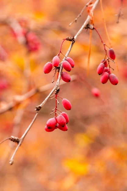 Branches d'automne avec des feuilles et des baies rouges sur les branches