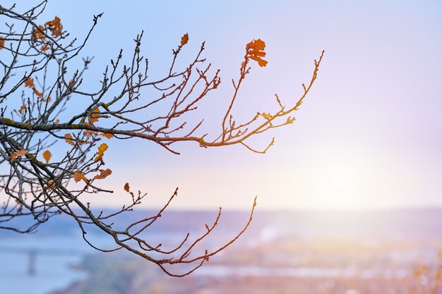 Branches d'automne avec des feuilles mortes