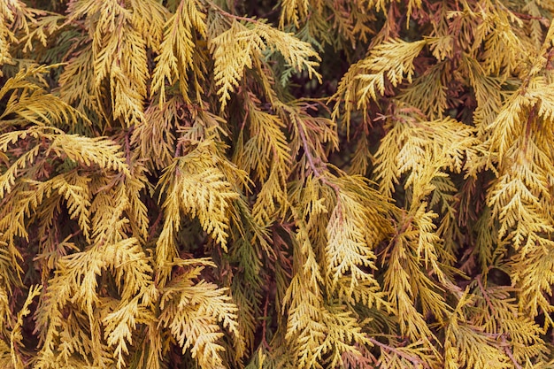 Branches d'automne jaunes de texture épicéa