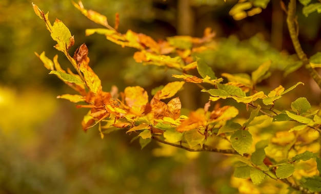 Branches aux feuilles colorées dans une forêt automnale et fond naturel défocalisé