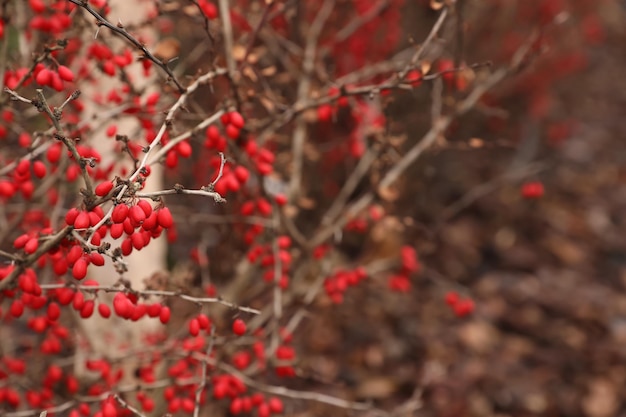 Branches avec baies rouges à l'extérieur de l'espace pour le texte