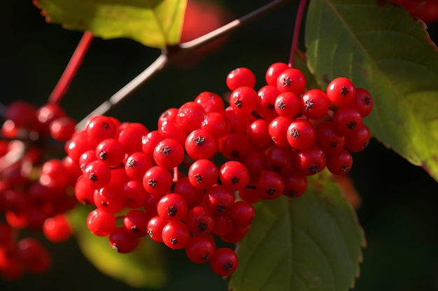 Les branches de baies rouges tombent mûres Petite cendre macro cramoisi Générer Ai