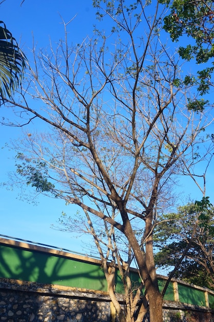 branches en bois et ciel bleu