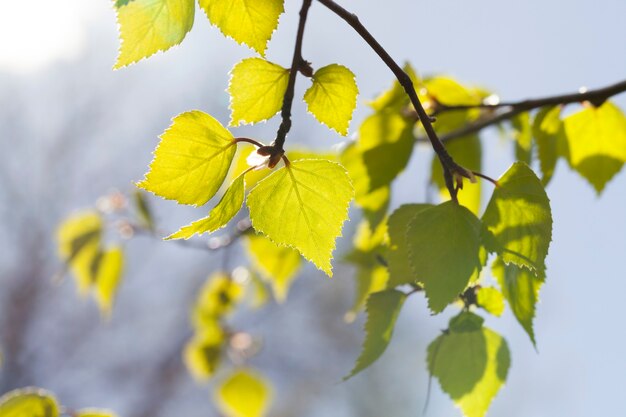 Branches de bouleau avec feuillage vert, gros plan de printemps