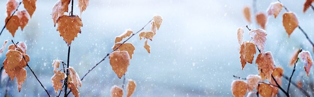 Branches de bouleau avec des feuilles sèches pendant les chutes de neige, fond d'hiver, panorama