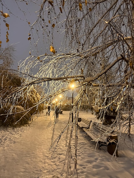 Branches de bouleau gelées dans le contexte d'un chemin dans un parc d'hiver dans la mise au point sélective du soir