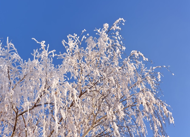 Branches de bouleau en hiver. Branches blanches couvertes de givre et de neige contre le ciel bleu