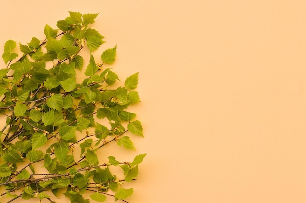 Les branches de bouleau avec de jeunes feuilles vertes se trouvent sur un fond pastel beige