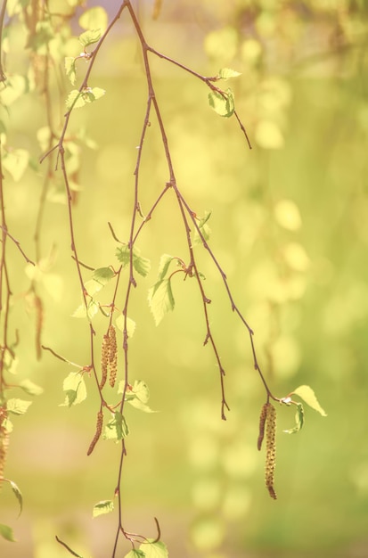 branches de bouleau