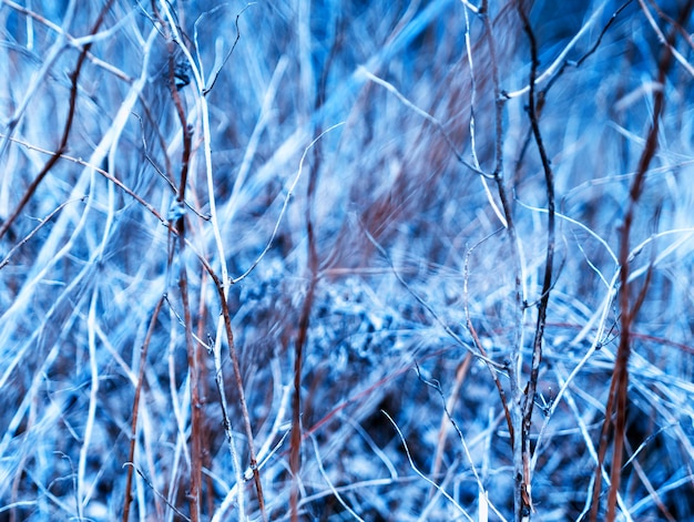 Branches de brousse vives horizontales toile de fond bokeh