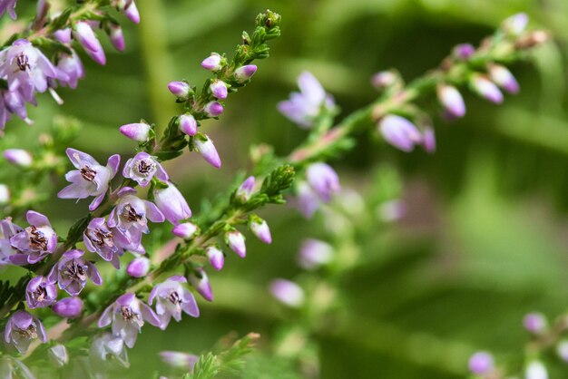 Branches de bruyère avec de fines fleurs violettes en filigrane Arrière-plan flou rêveur