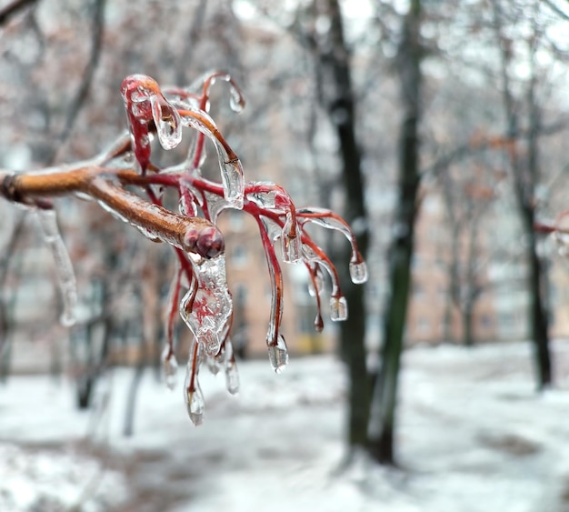 Branches de buisson couvertes de glace après la pluie dans le gel en hiver gros plan plantes gelées après la pluie glacée