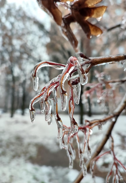 Branches de buisson couvertes de glace après la pluie dans le gel en hiver gros plan plantes gelées après la pluie glacée