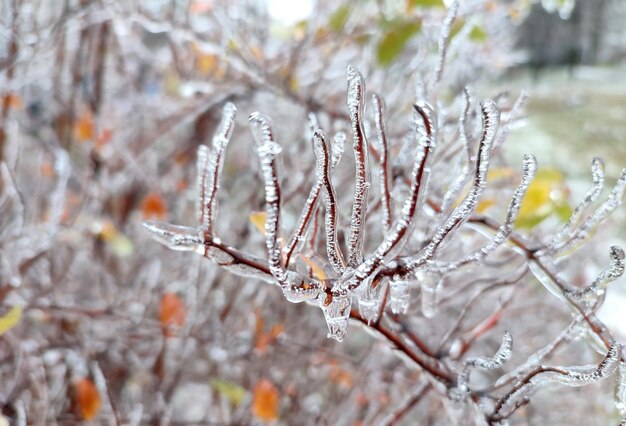 Branches de buisson couvertes de glace après la pluie dans le gel en hiver gros plan plantes gelées après la pluie glacée