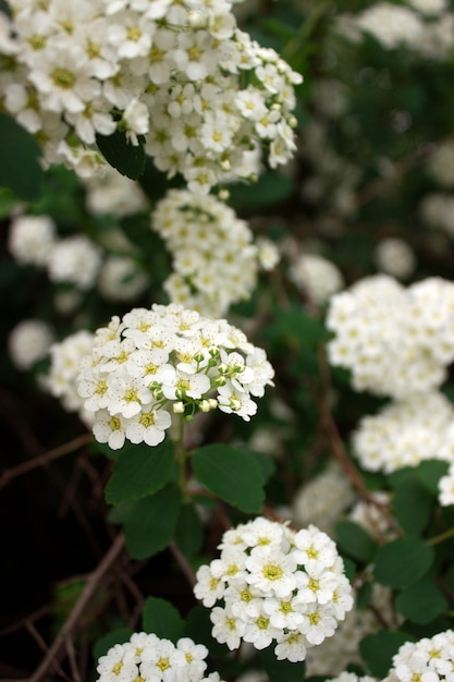 Branches de buissons de spiraea blanc en fleurs dans le parc.