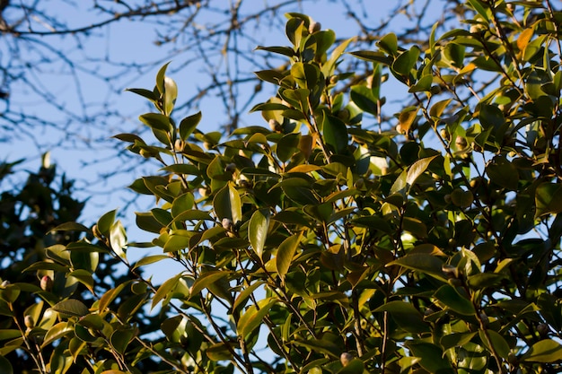 Branches d'un camélia sur le point de fleurir