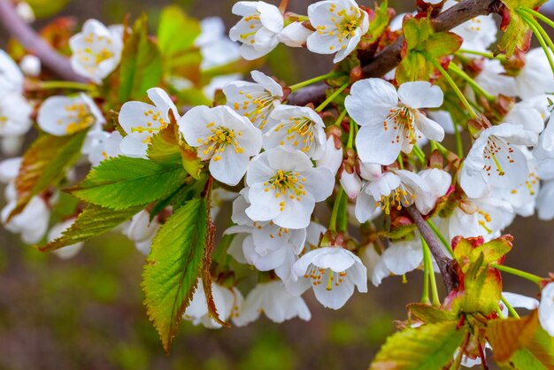 Branches de cerisier aux fleurs blanches abondantes. Fleurs de cerisier doux