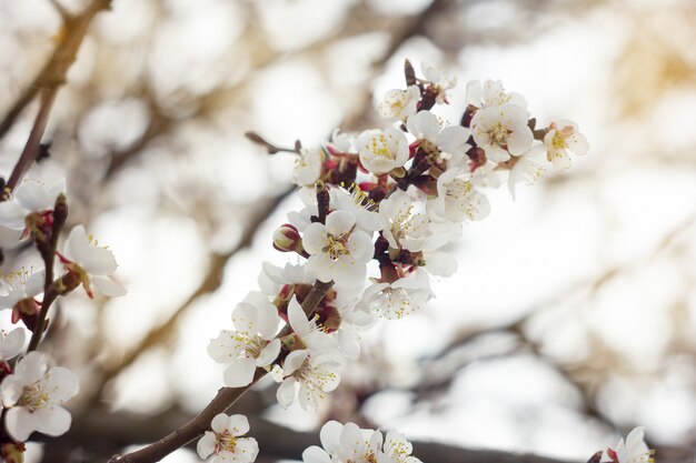 branches de cerisier en fleurs au printemps, doux et ensoleillé