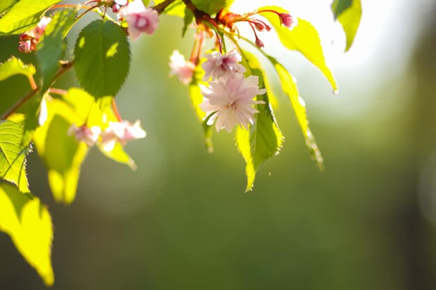 Branches de cerisier en fleurs au soleil Fleurs de sakura rose sur fond flou Espace de copie