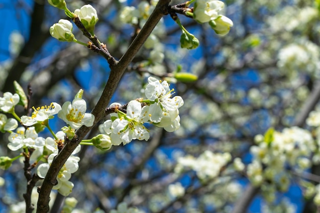 Branches d'un cerisier en fleurs avec des boutons floraux contre un ciel bleu. Jardins fleuris au printemps. Photo horizontale.