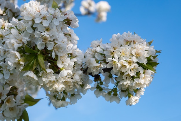 Branches de cerisier en fleurs avec un ciel bleu nuageux.