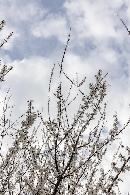 Branches de cerisier en fleurs avec des fleurs