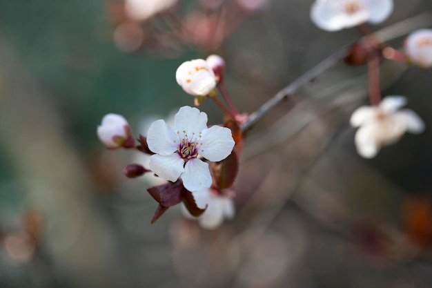 Branches de cerisier des sables en fleurs couvertes de fleurs blanches