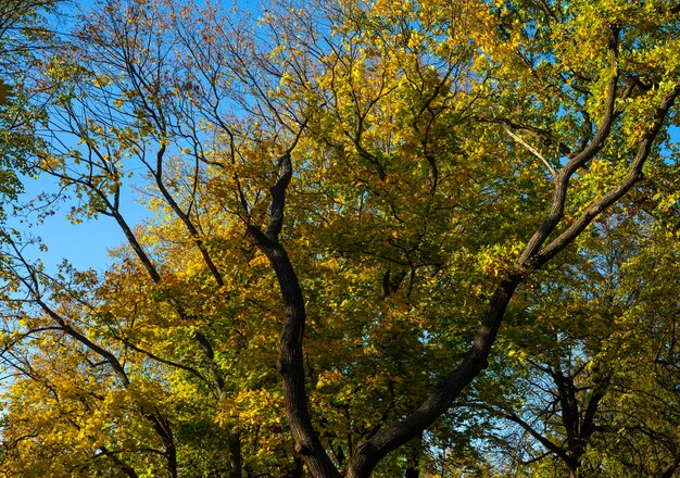 branches de chêne contre le ciel bleu. chêne d'automne