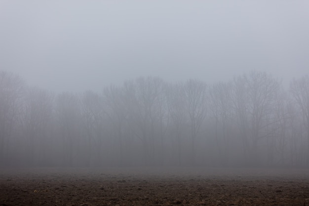 Branches de chêne dans un brouillard en hiver