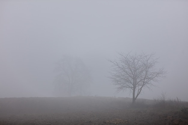 Branches de chêne dans un brouillard en hiver