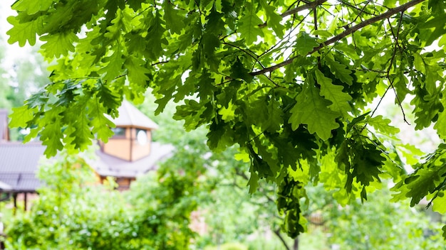 Branches de chêne dans le jardin et vue sur la maison de campagne