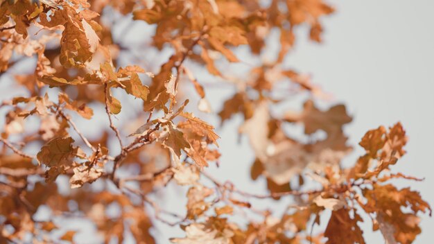 Des branches de chêne avec des feuilles de couleur automne, un fond doré ensoleillé éclairé par le soleil du matin.